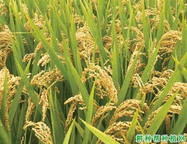 宁粳8号水稻品种好不好? 宁粳8号水稻品种好不好?
