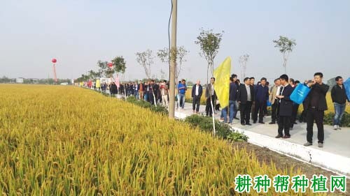 宁粳8号水稻品种好不好? 宁粳8号水稻品种好不好?