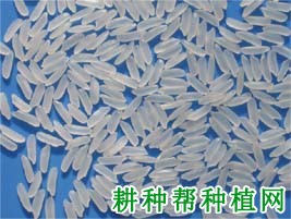 川优673杂交籼稻水稻品种好不好? 川优673杂交籼稻水稻品种好不好?