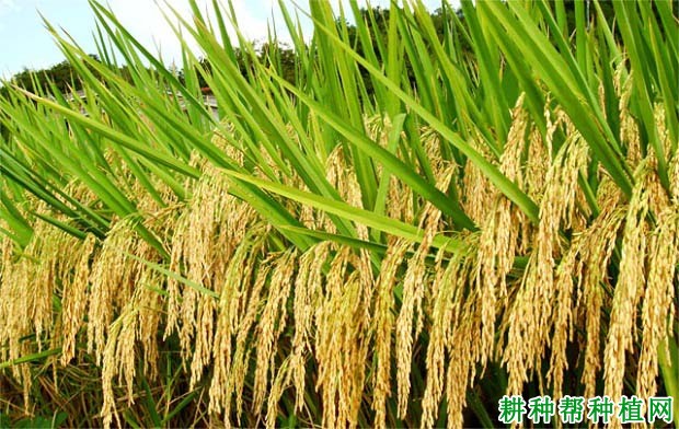 川优673杂交籼稻水稻品种好不好? 川优673杂交籼稻水稻品种好不好?