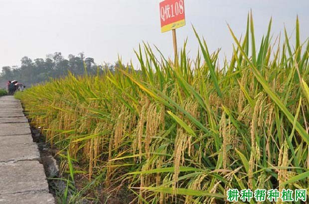 Q优18杂交籼稻水稻品种好不好? Q优18杂交籼稻水稻品种好不好?