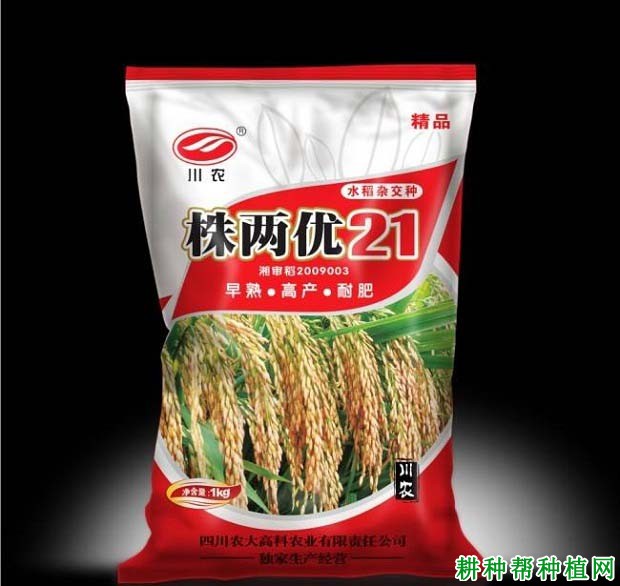 株两优21杂交籼稻水稻品种好不好? 株两优21杂交籼稻水稻品种好不好?