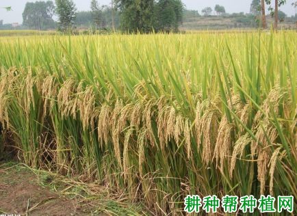 湘丰优186杂交籼稻水稻品种好不好? 湘丰优186杂交籼稻水稻品种好不好?