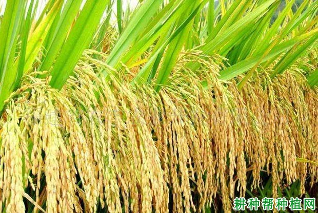 苏两优124杂交籼稻水稻品种好不好? 苏两优124杂交籼稻水稻品种好不好?