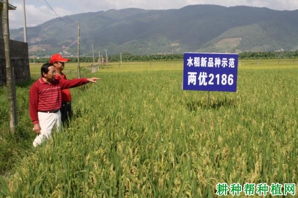 两优2186水稻品种好不好? 两优2186水稻品种好不好?