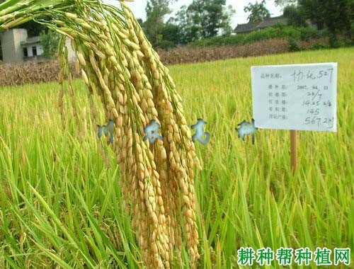 协优527杂交籼稻水稻品种好不好? 协优527杂交籼稻水稻品种好不好?