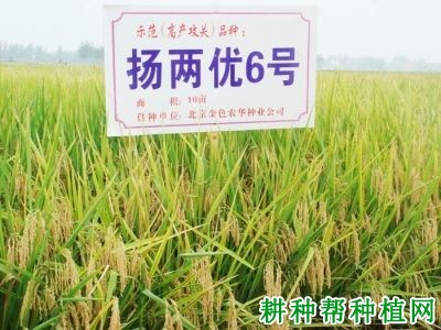扬两优6号水稻品种好不好? 扬两优6号水稻品种好不好?