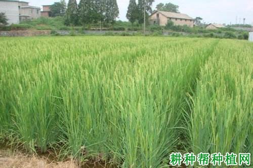 江农早4号A水稻品种好不好? 江农早4号A水稻品种好不好?