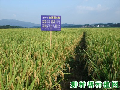丰两优四号杂交籼稻水稻品种好不好? 丰两优四号杂交籼稻水稻品种好不好?