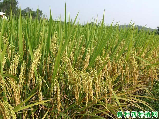 万金优802杂交籼稻水稻品种好不好? 万金优802杂交籼稻水稻品种好不好?