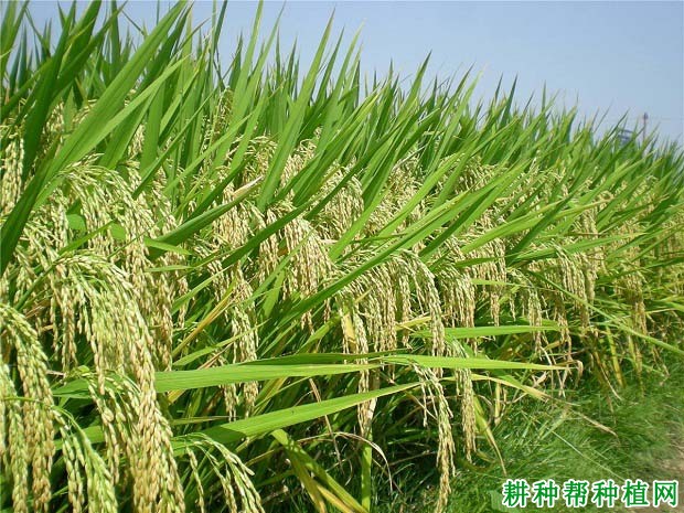 Y两优农占水稻品种好不好? Y两优农占水稻品种好不好?