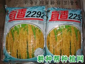 宜香2292杂交籼稻水稻品种好不好? 宜香2292杂交籼稻水稻品种好不好?