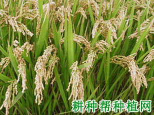 浙粳22常规粳稻水稻品种好不好? 浙粳22常规粳稻水稻品种好不好?