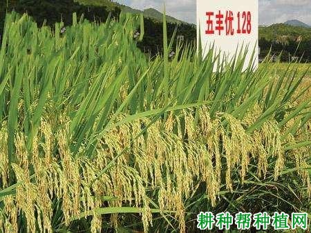 五丰优128水稻品种好不好? 五丰优128水稻品种好不好?