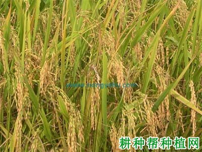 泉珍10号水稻品种好不好? 泉珍10号水稻品种好不好?