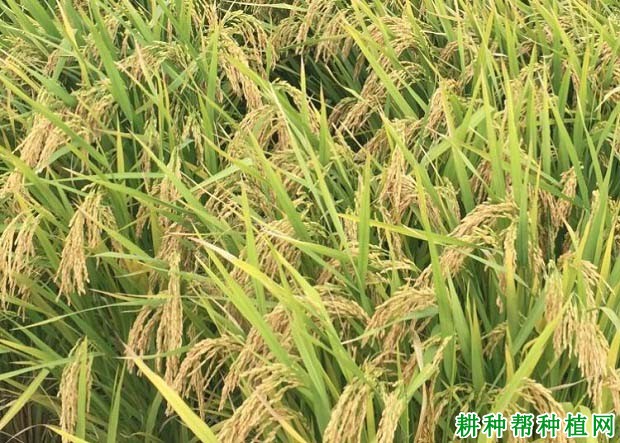 协优152杂交籼稻水稻品种好不好? 协优152杂交籼稻水稻品种好不好?