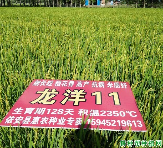 龙洋11水稻品种好不好? 龙洋11水稻品种好不好?