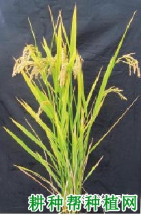 淮香粳15号水稻品种好不好? 淮香粳15号水稻品种好不好?