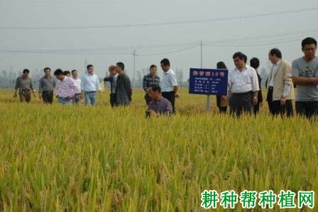 淮香粳15号水稻品种好不好? 淮香粳15号水稻品种好不好?