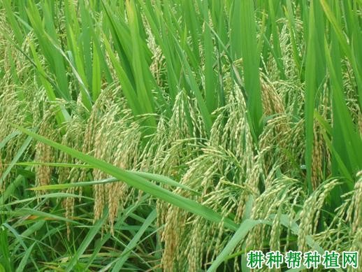 丰优29杂交籼稻水稻品种好不好? 丰优29杂交籼稻水稻品种好不好?