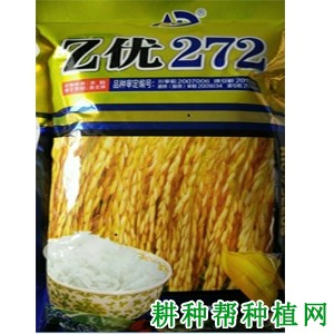 Z优272杂交籼稻水稻品种好不好? Z优272杂交籼稻水稻品种好不好?