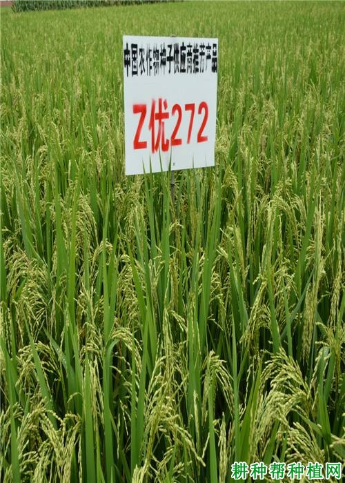 Z优272杂交籼稻水稻品种好不好? Z优272杂交籼稻水稻品种好不好?