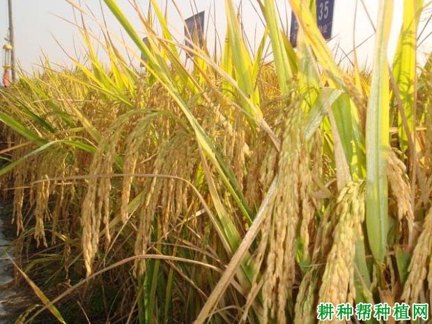 天优华占杂交籼稻水稻品种好不好? 天优华占杂交籼稻水稻品种好不好?