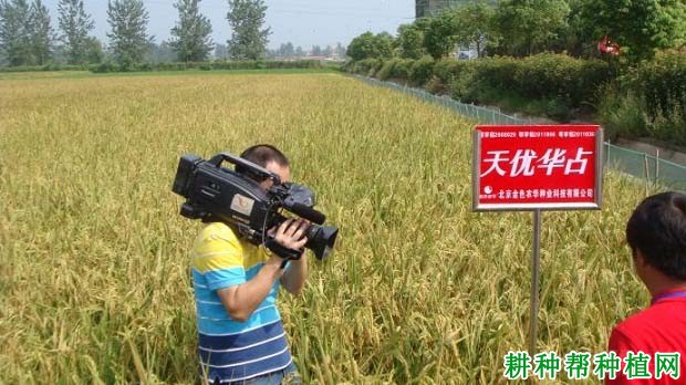 天优华占杂交籼稻水稻品种好不好? 天优华占杂交籼稻水稻品种好不好?