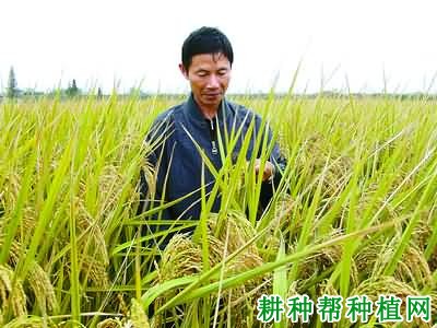 甬优6号水稻品种好不好? 甬优6号水稻品种好不好?