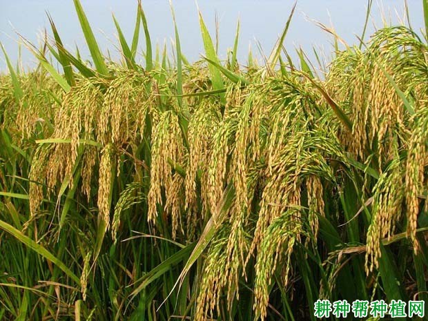 建优115水稻品种好不好? 建优115水稻品种好不好?