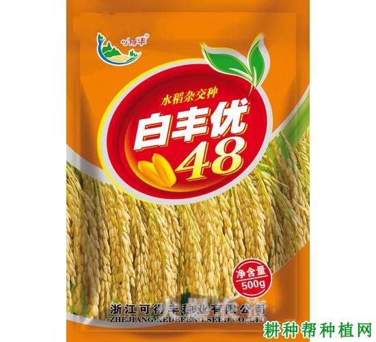 白丰优48杂交籼稻水稻品种好不好? 白丰优48杂交籼稻水稻品种好不好?