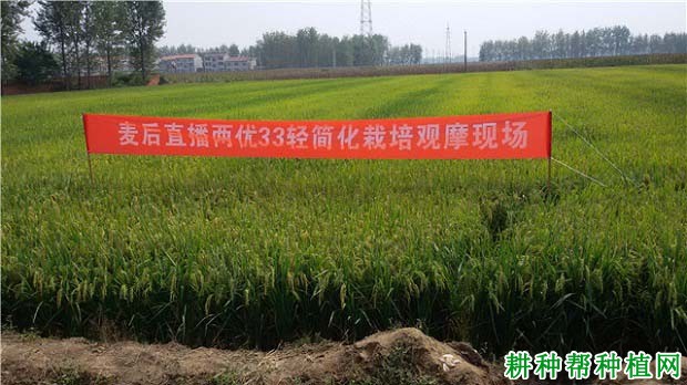 两优33杂交籼稻水稻品种好不好? 两优33杂交籼稻水稻品种好不好?