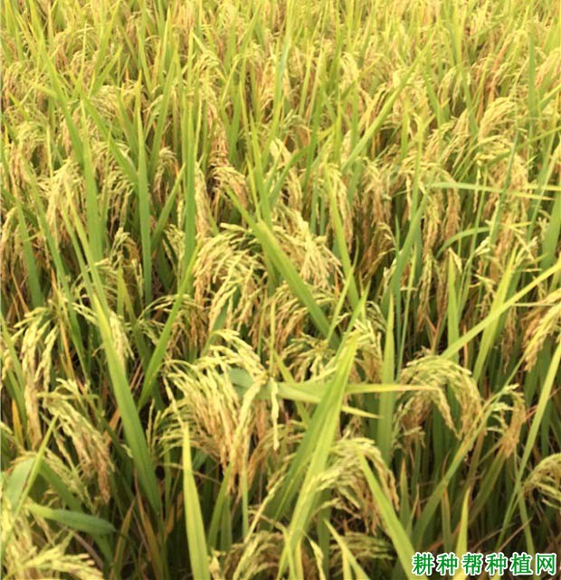 两优33杂交籼稻水稻品种好不好? 两优33杂交籼稻水稻品种好不好?