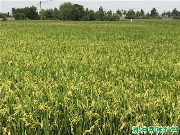 两优33杂交籼稻水稻品种好不好? 两优33杂交籼稻水稻品种好不好?