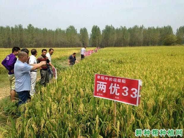 两优33杂交籼稻水稻品种好不好? 两优33杂交籼稻水稻品种好不好?