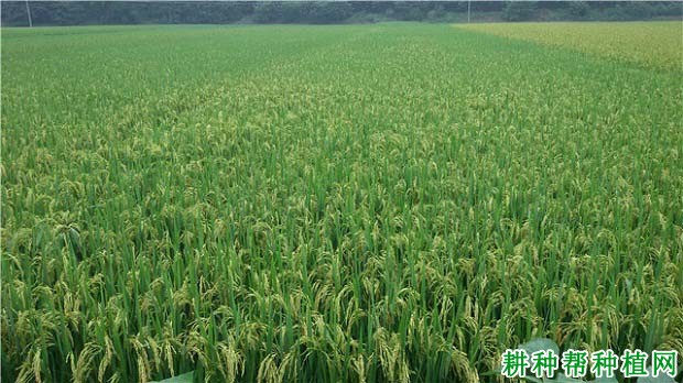 两优33杂交籼稻水稻品种好不好? 两优33杂交籼稻水稻品种好不好?