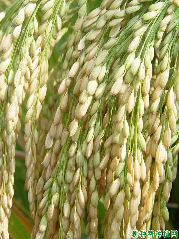 汕优联合2号杂交籼稻水稻品种好不好? 汕优联合2号杂交籼稻水稻品种好不好?