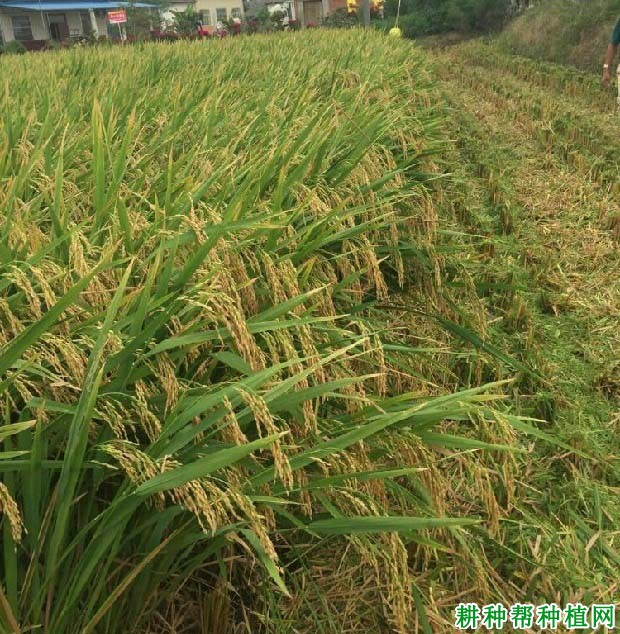 全两优一号水稻品种好不好? 全两优一号水稻品种好不好?