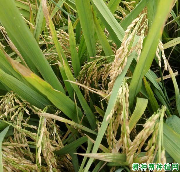 全两优一号水稻品种好不好? 全两优一号水稻品种好不好?