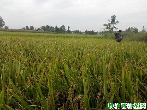 全两优一号水稻品种好不好? 全两优一号水稻品种好不好?