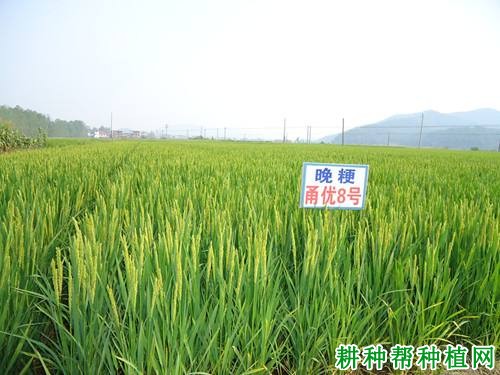 甬优8号水稻品种好不好? 甬优8号水稻品种好不好?