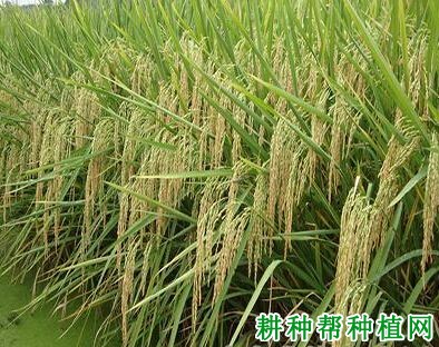 菲优137水稻品种好不好? 菲优137水稻品种好不好?
