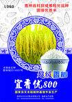 宜香优800杂交籼稻水稻品种好不好? 宜香优800杂交籼稻水稻品种好不好?