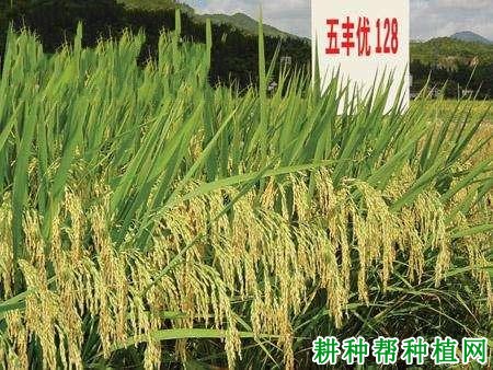 五丰优128水稻品种好不好? 五丰优128水稻品种好不好?