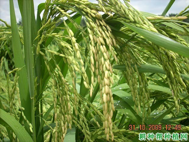 川香858杂交籼稻水稻品种好不好? 川香858杂交籼稻水稻品种好不好?