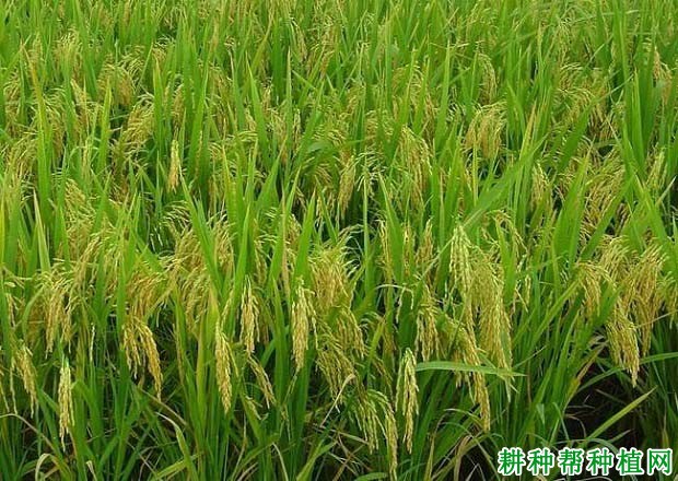 两优287水稻品种好不好? 两优287水稻品种好不好?