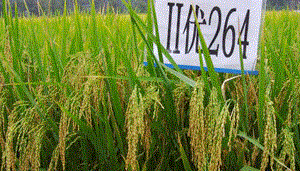 Ⅱ优264杂交籼稻水稻品种好不好? Ⅱ优264杂交籼稻水稻品种好不好?