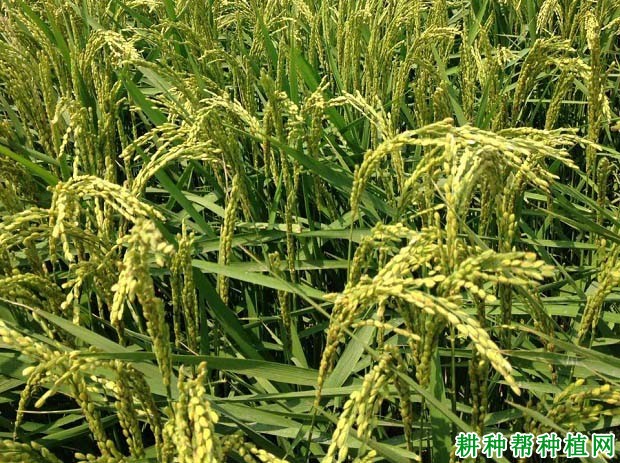 新旱1号旱稻水稻品种好不好? 新旱1号旱稻水稻品种好不好?