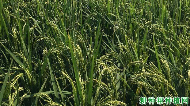 新旱1号旱稻水稻品种好不好? 新旱1号旱稻水稻品种好不好?