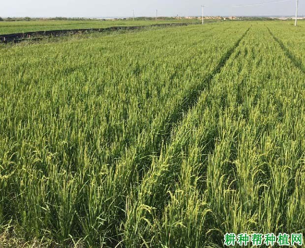 新旱1号旱稻水稻品种好不好? 新旱1号旱稻水稻品种好不好?